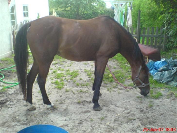 Traver Kalinka billede 3