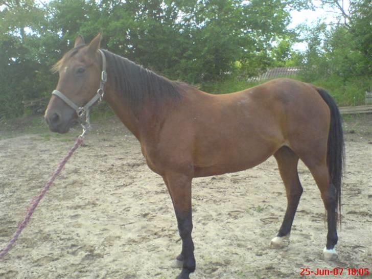 Traver Kalinka billede 4