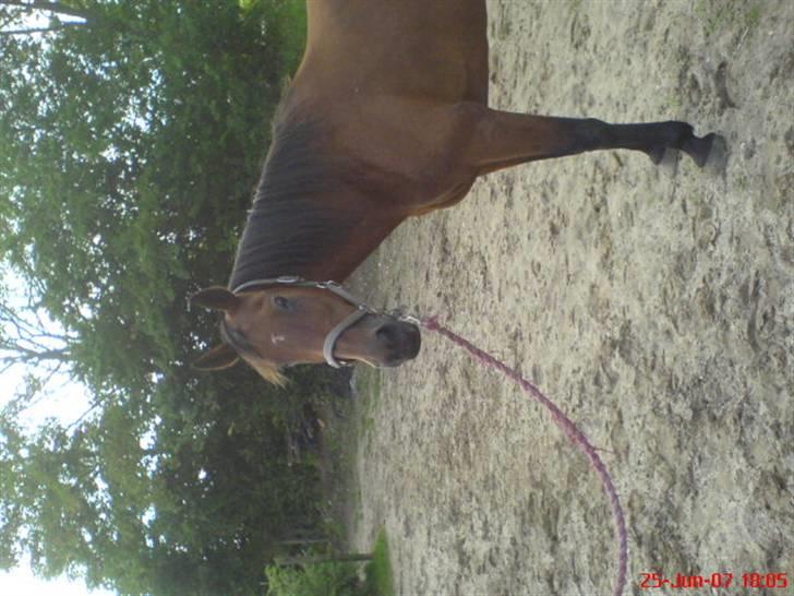 Traver Kalinka billede 5