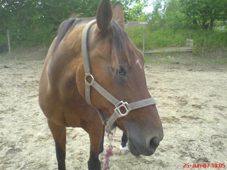 Traver Kalinka billede 6