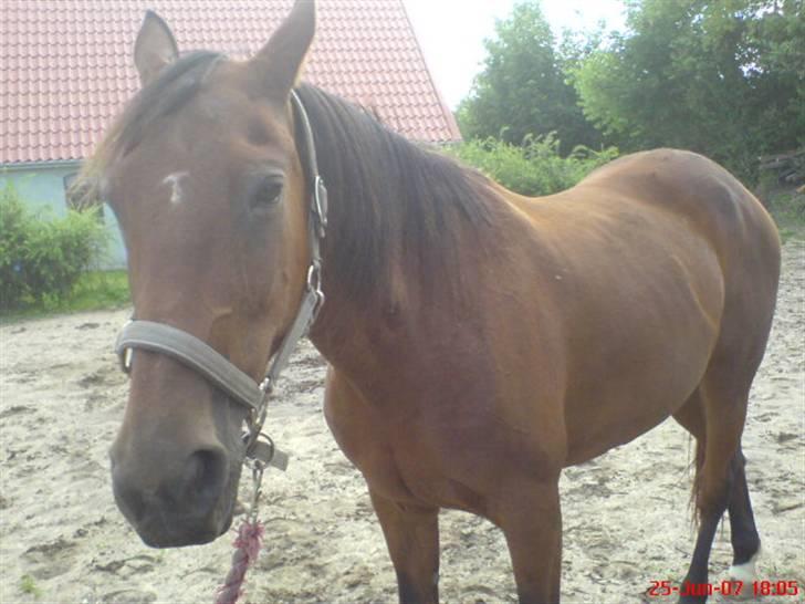 Traver Kalinka billede 7