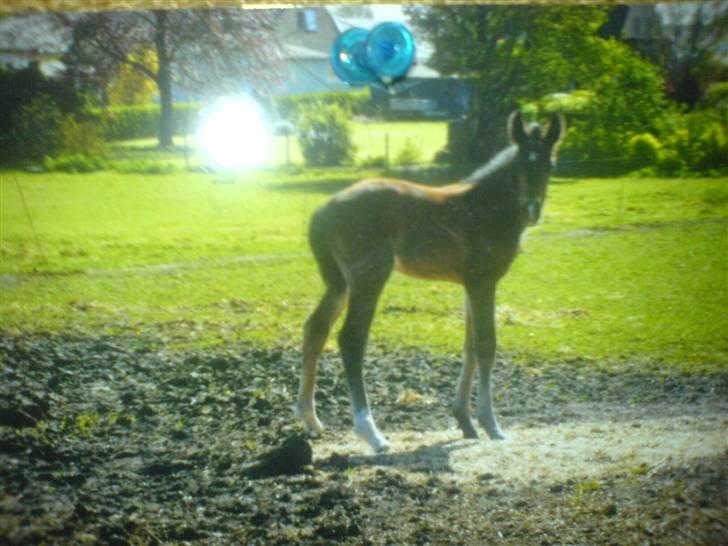 Anden særlig race Fari - Fari som hel lille <3 billede 9