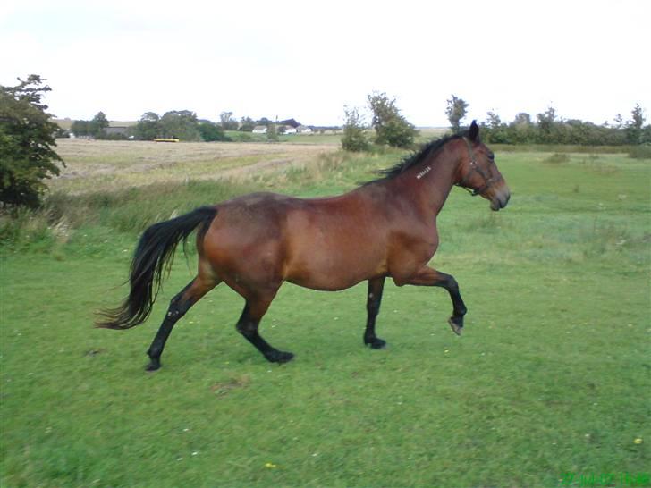 Traver Amour Linê - solgt :'( - Taget d. 27-7-07 <33 Galop på marken billede 16