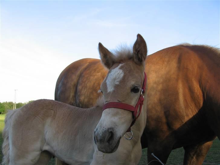 Haflinger Vidtskue Olivia *SOLGT* - "ER jeg ikke bare sød?" :D billede 6