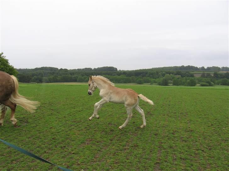 Haflinger Vidtskue Olivia *SOLGT* - Wuhuuu :D:D:D billede 8