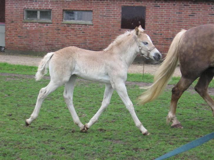 Haflinger Vidtskue Olivia *SOLGT* - Trave fint kan hun også :) billede 11