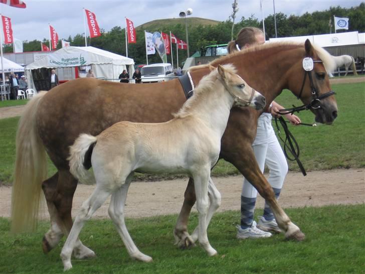 Haflinger Vidtskue Olivia *SOLGT* - Landsskue i Herning billede 15