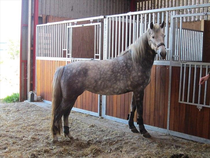 Connemara Bøgely Moonlight billede 13