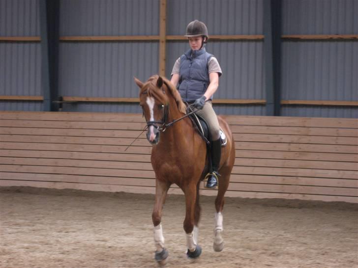 DSP Bastian Solgt  - galop.. lige inden skridt overgang.. 17/7-07 billede 15