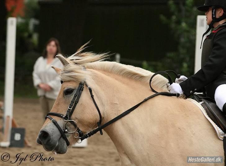 Fjordhest Frida  Vinstrup - Velkommen til Fida Vinstrups Profil billede 1