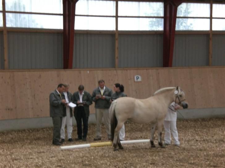 Fjordhest Frida  Vinstrup - Til kåring med Frida, hun blev nr. 9 ud af 11 billede 2