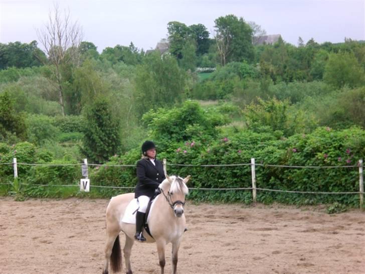 Fjordhest Frida  Vinstrup billede 3