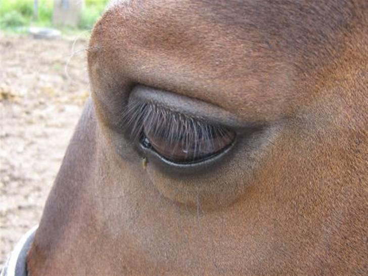 Oldenborg Debbie *gammel part* - Debbies øje. Jun 2007 billede 3