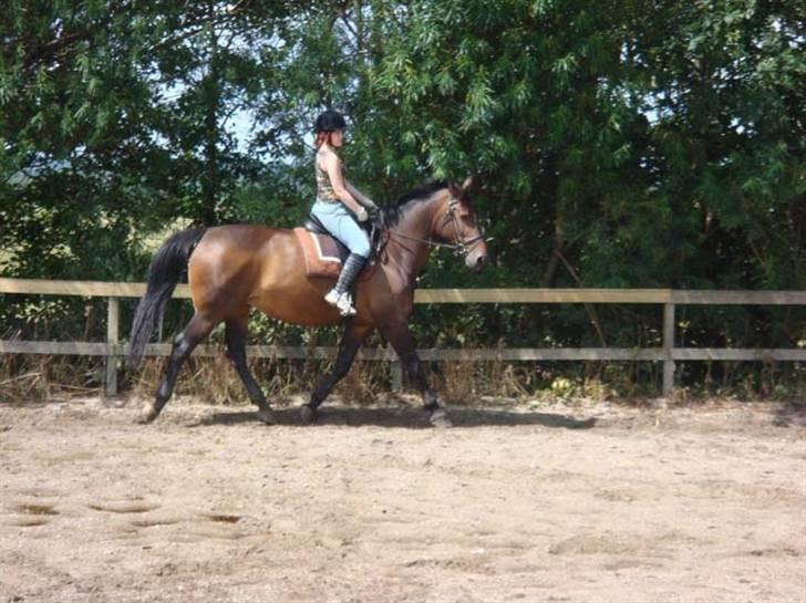 Oldenborg Debbie *gammel part* - 9/7, trav. Fotograf: Nina billede 4