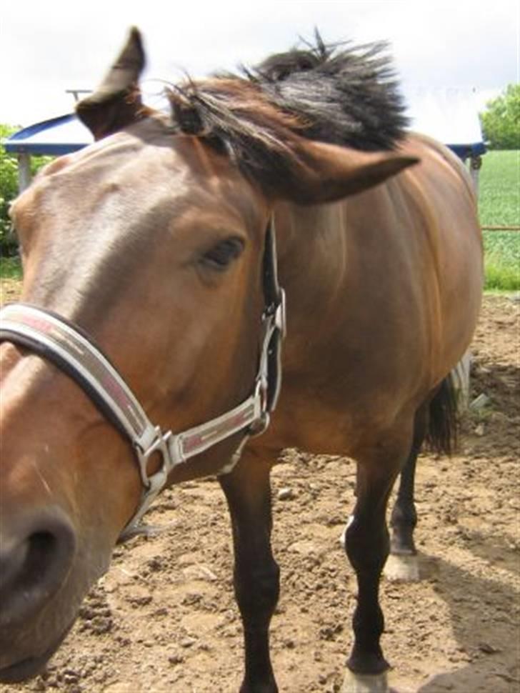 Oldenborg Debbie *gammel part* - xD Fluer billede 6