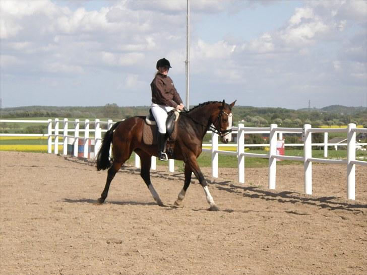 Dansk Varmblod Havana - Flot flot <3 maj 2010 <3 billede 6