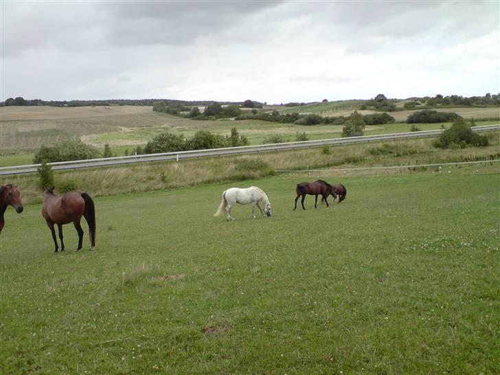 Connemara Skousboe Make My way - Make & hendes hypper venner på fold, ihhhh hvor de nyder det :) billede 1