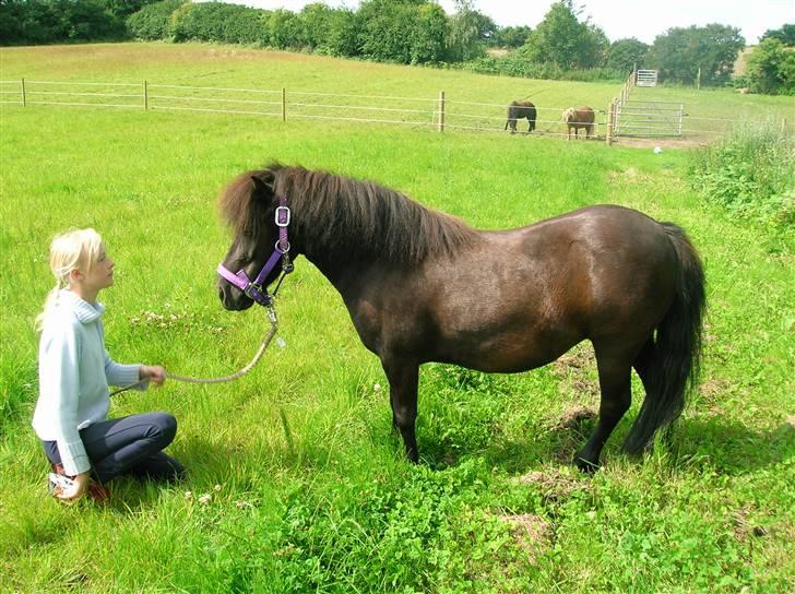 Shetlænder Stjernens Anastasia R.I.P - Lidt hygge på marken sommeren 07 billede 10