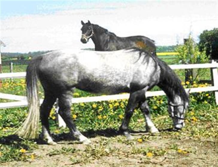 Anden særlig race Sammie * MIN FØRSTE HEST* - Sammie, min skat .. (gammelt billede) billede 9