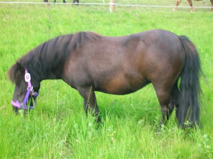 Shetlænder Stjernens Anastasia R.I.P - Putte hygger sig på folden sommeren 07 billede 12