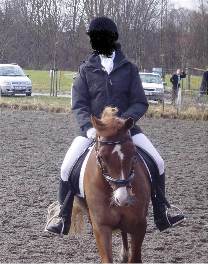 Anden særlig race Firebird       {SOLGT!} - opvarmning på LTR, hvor vi vandt billede 6