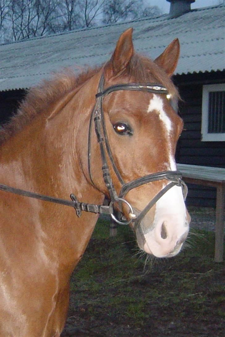 Anden særlig race Firebird       {SOLGT!} - Fineste Birdy.. billede 7