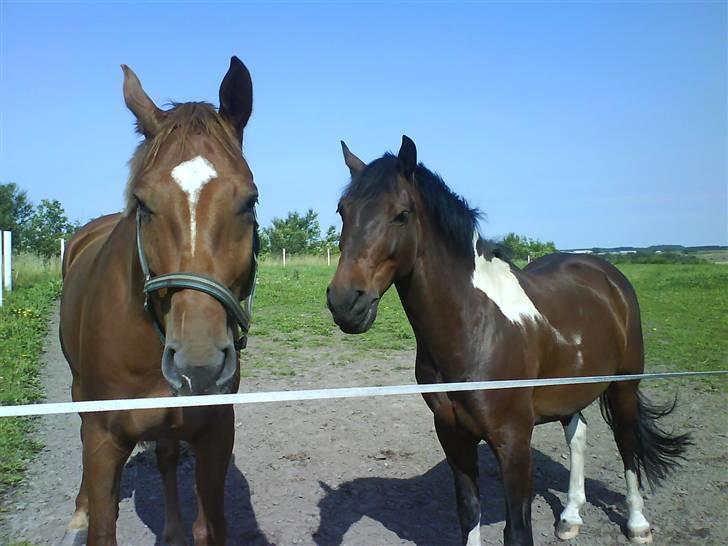 Anden særlig race Skouvgaardens Twisster - Twisster og Krølle igen(: billede 9