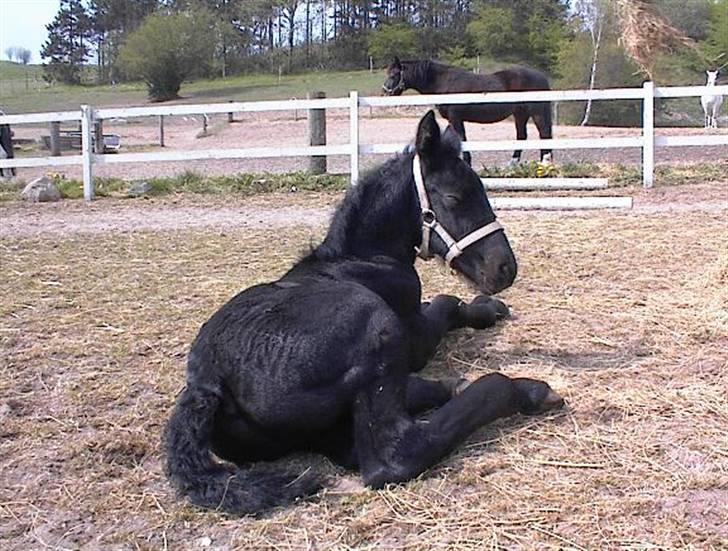 Anden særlig race *Jacques Nobest* SOLGT: ( billede 6