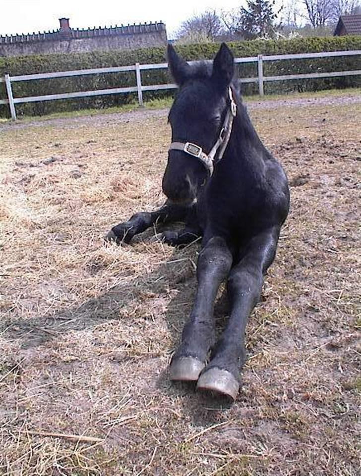 Anden særlig race *Jacques Nobest* SOLGT: ( billede 7