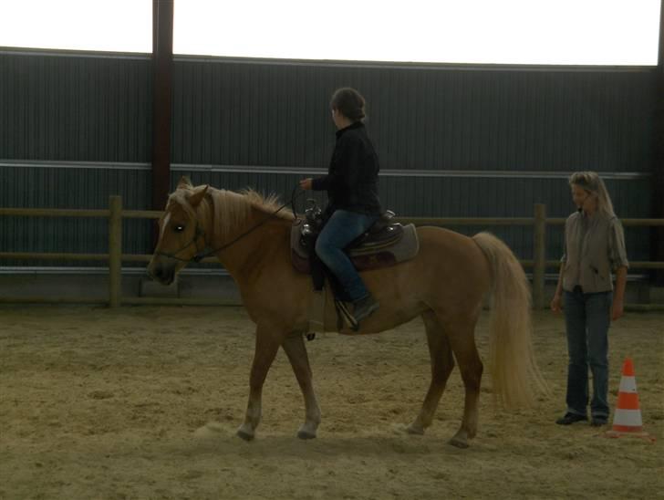 Haflinger Calina - *Nyt* Calina og jeg.. Ute lehmann kursus Juni 09  billede 7