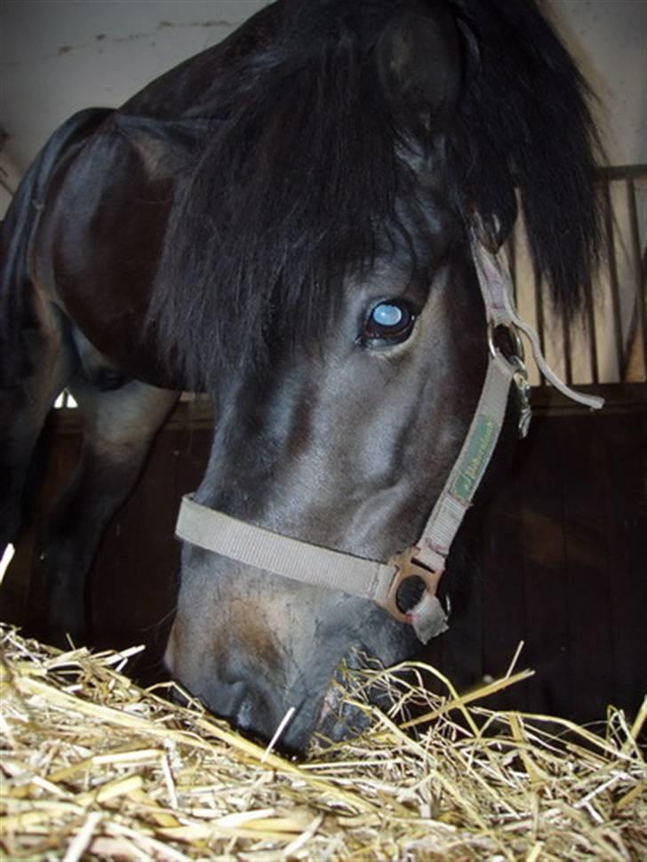 Islænder Hervar f. Lykkesholm - Lille Hervissen :) .. Læg lige mærke til glimtet i øjet! billede 1