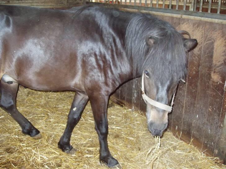 Islænder Hervar f. Lykkesholm - Se de dejlige ører! billede 2