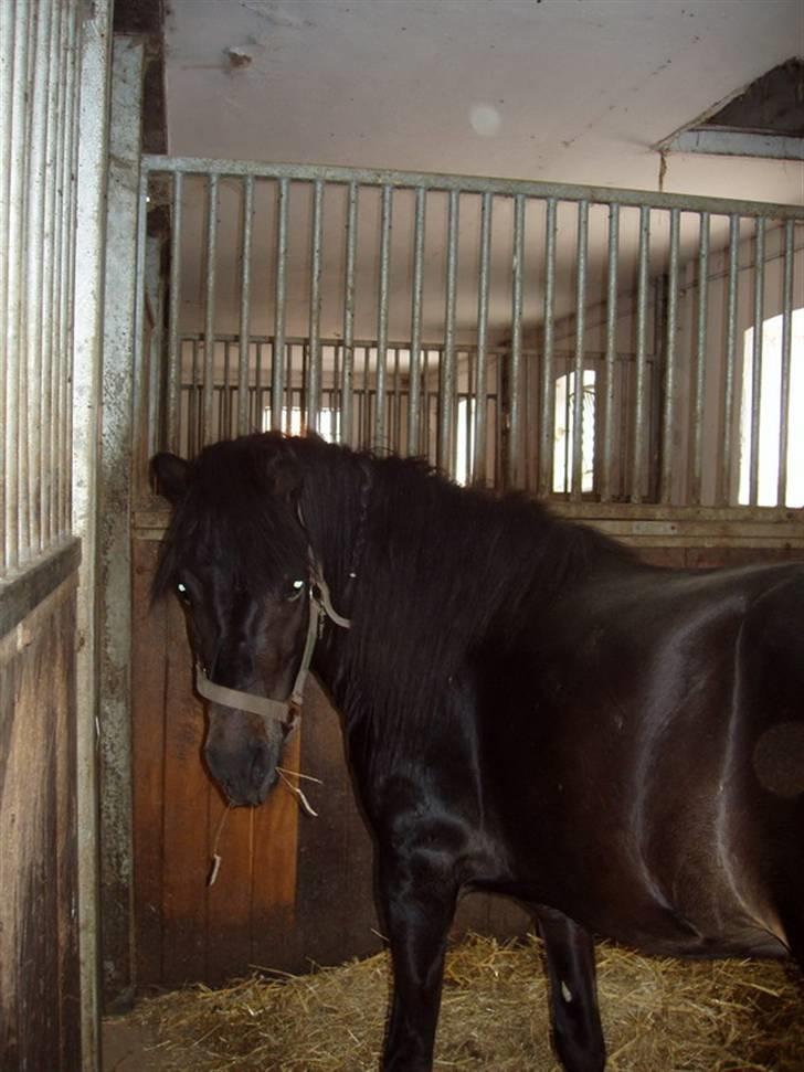 Islænder Hervar f. Lykkesholm - Uh? Tager du billeder? Ser jeg godt nok ud? billede 3