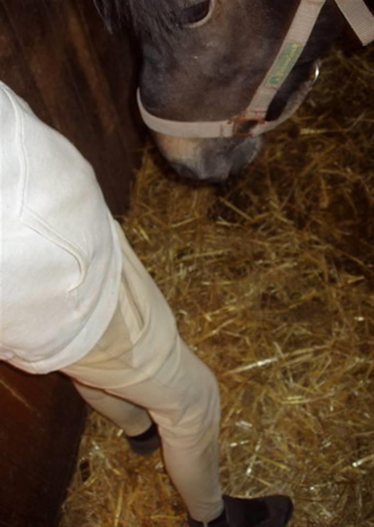 Islænder Hervar f. Lykkesholm - Jeg må lige tjekke om der er en godbid .. billede 4