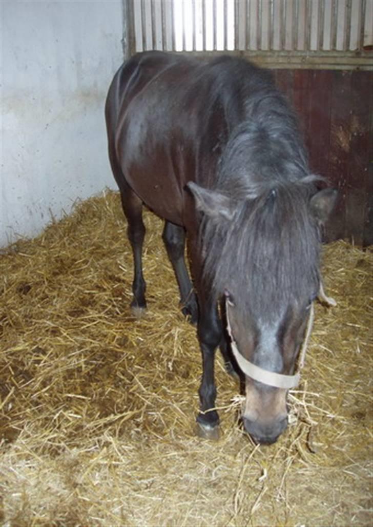 Islænder Hervar f. Lykkesholm - PYYYHA ! Jeg er træt efter den longering :) billede 5