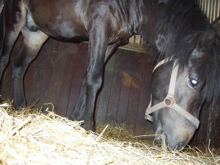 Islænder Hervar f. Lykkesholm - Umm .. Er der noget hø? :) billede 6