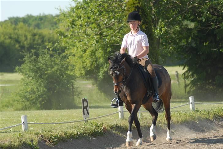 Welsh Pony (sec B) Skovbjergs Marcus(Solgt) - velkommen billede 1