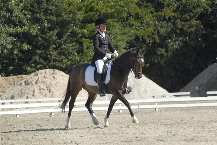 Welsh Pony (sec B) Skovbjergs Marcus(Solgt) - Hestival 2008 billede 2