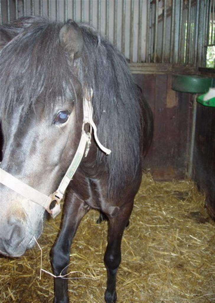 Islænder Hervar f. Lykkesholm - Jeg kommer lige hen til dig Zelina billede 7