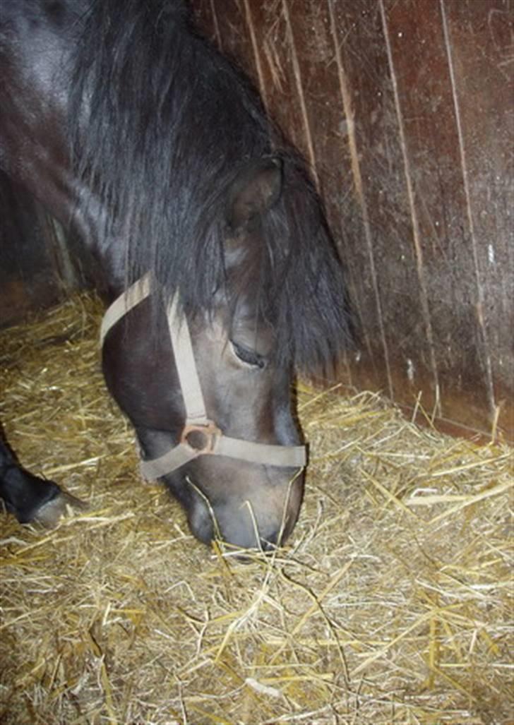 Islænder Hervar f. Lykkesholm - SMUKKE ! :D billede 8