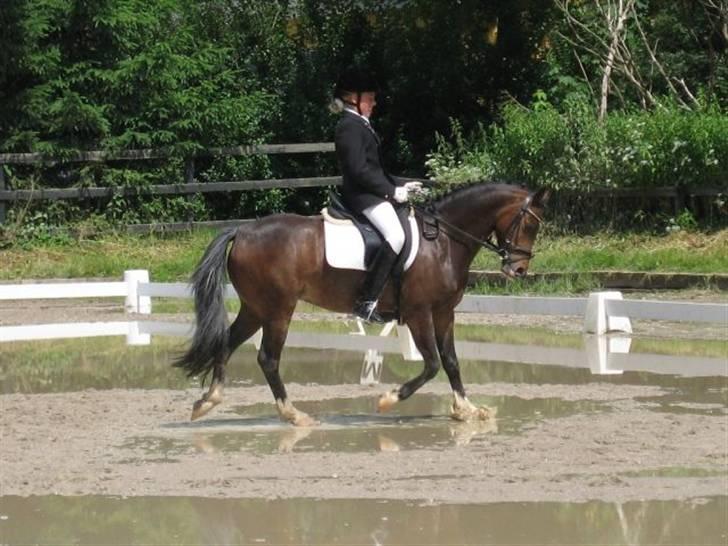 Welsh Pony (sec B) Skovbjergs Marcus(Solgt) - han er da en lille dygtig charmetrold.. billede 3