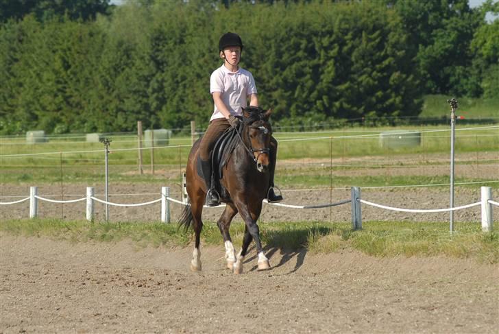 Welsh Pony (sec B) Skovbjergs Marcus(Solgt) - nyt d 2/6-08 billede 4