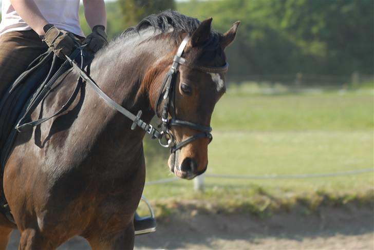 Welsh Pony (sec B) Skovbjergs Marcus(Solgt) - nyt d 2/6-08 billede 6