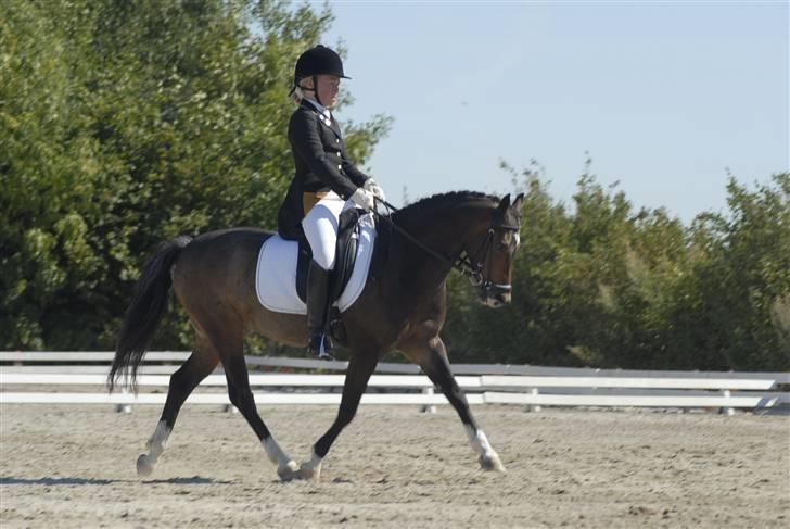 Welsh Pony (sec B) Skovbjergs Marcus(Solgt) - Hestival 2008 billede 7