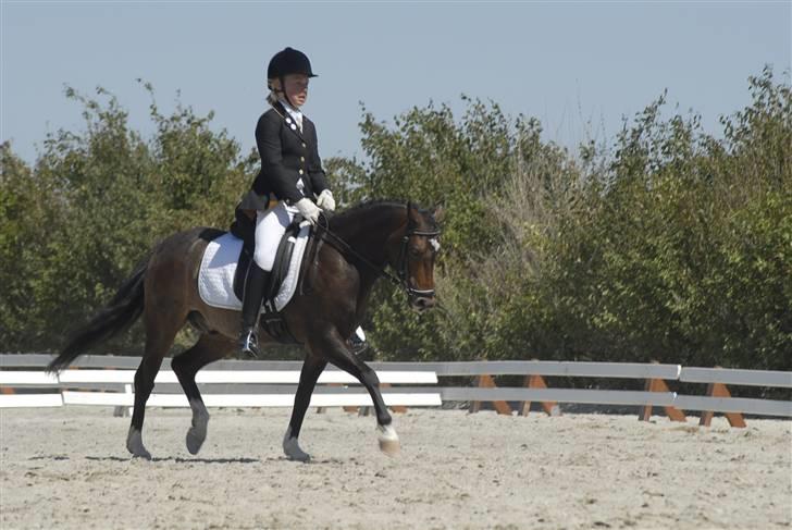 Welsh Pony (sec B) Skovbjergs Marcus(Solgt) billede 8