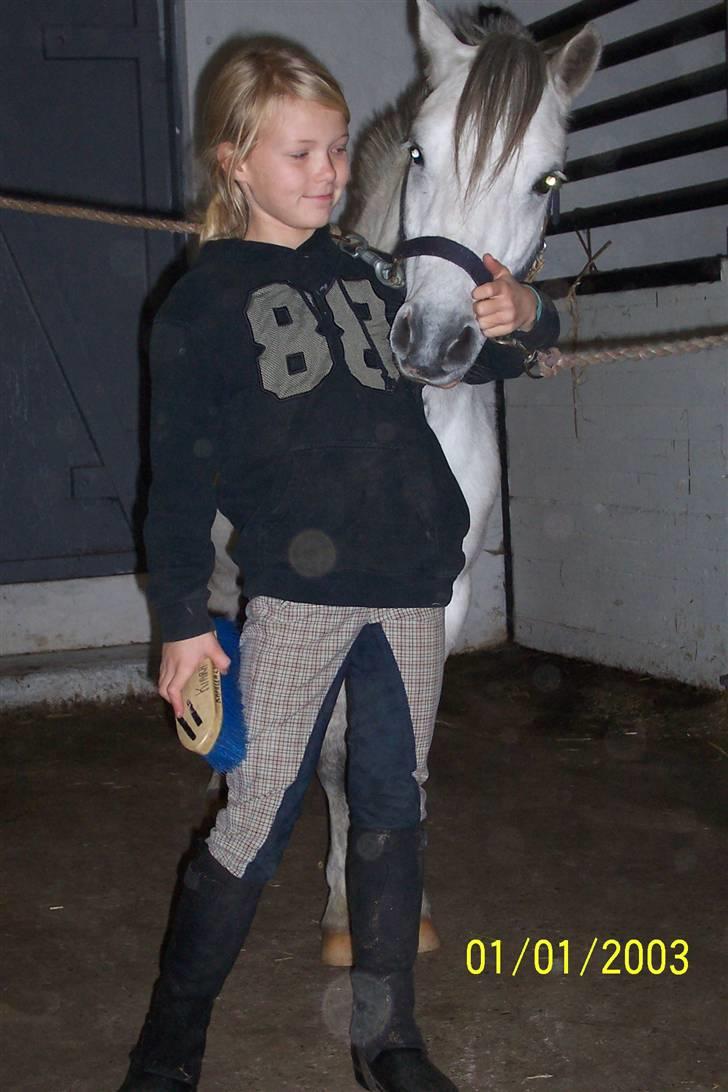 Welsh Mountain (sec A) Musjo "SOLGT" - Elsker dig Musjo billede 8