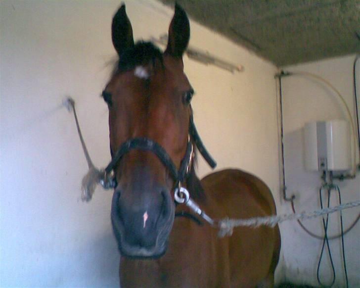 Traver Star Blixt *solgt* billede 1