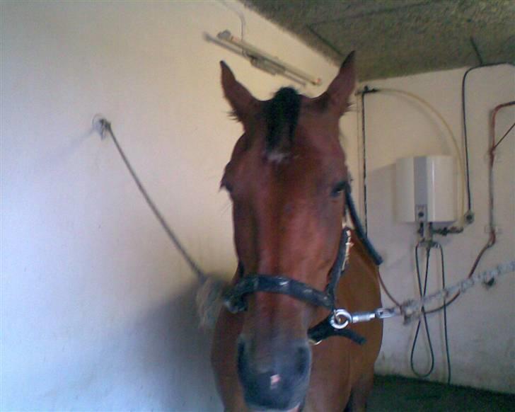 Traver Star Blixt *solgt* billede 2