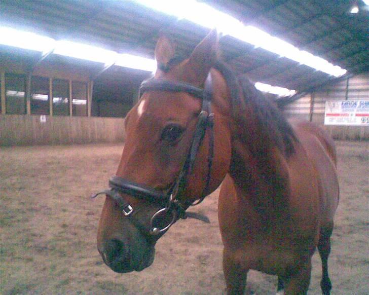 Traver Star Blixt *solgt* billede 3