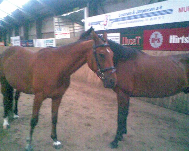 Traver Star Blixt *solgt* billede 4